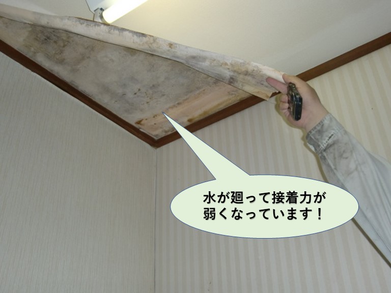 和泉市の天井に水が廻ってクロスの接着力が弱くなっています