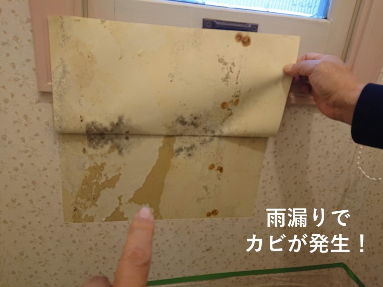 泉南市のトイレの壁に雨漏りでカビが発生