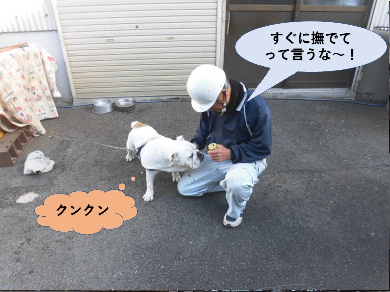 岸和田市の現場で職人と犬が仲良くなりました