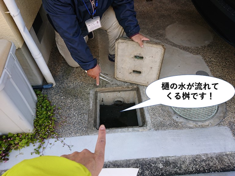 和泉市の雨樋の水が流れてくる桝です