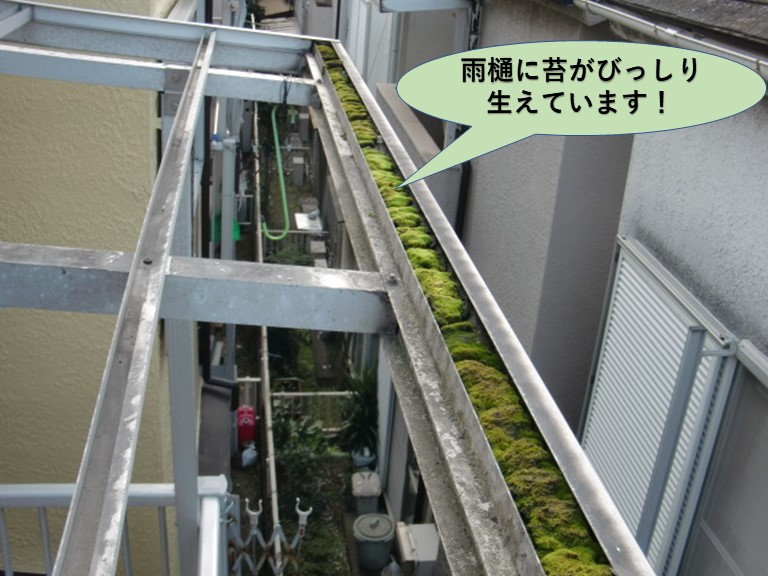 岸和田市のテラス屋根の雨樋に苔が詰まっています