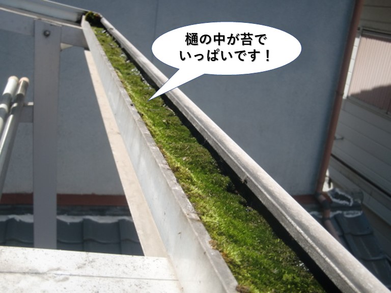 和泉市のテラスの樋の中が苔でいっぱいです