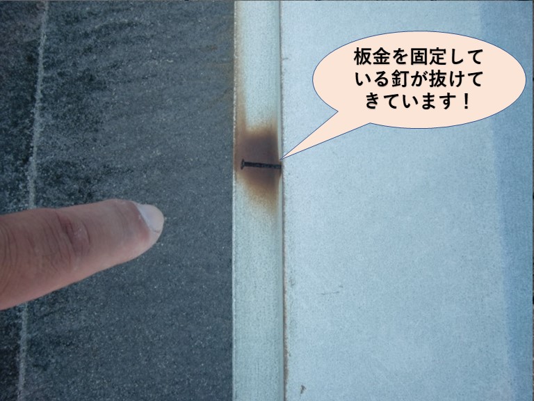 岸和田市の板金を固定している釘が抜けてきています