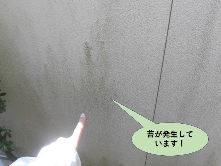 岸和田市の外壁に苔が発生しています