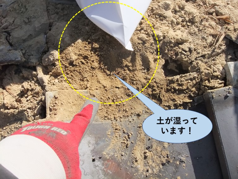 岸和田市の棟瓦の下の土が湿っています！