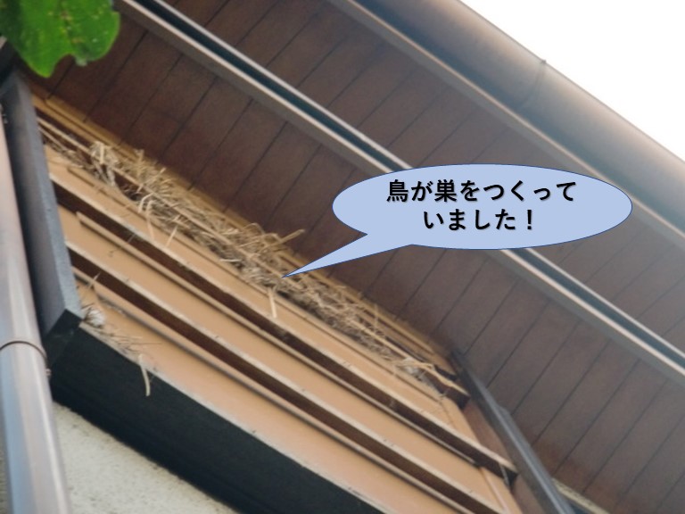 岸和田市の戸袋の中に鳥が巣をつくっていました！
