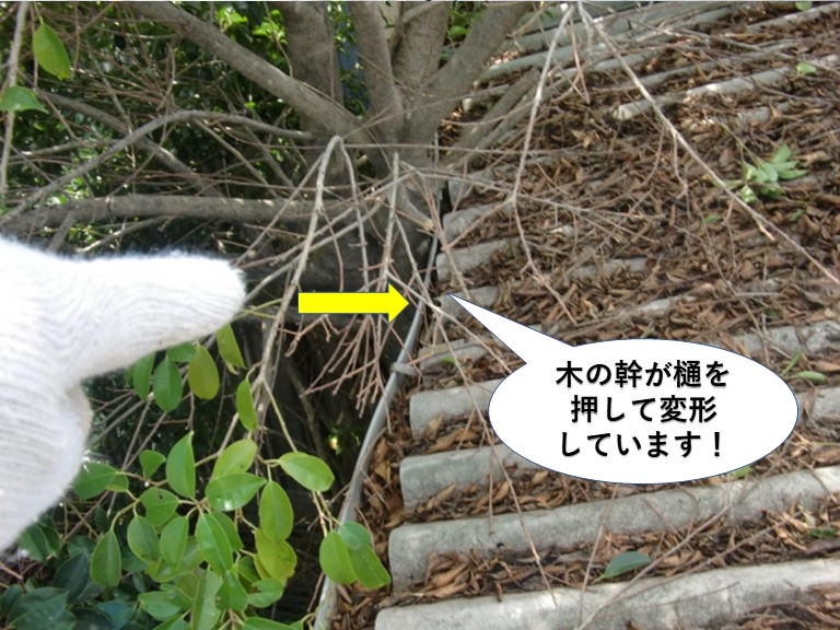 岸和田市の木の幹が樋を押して変形しています