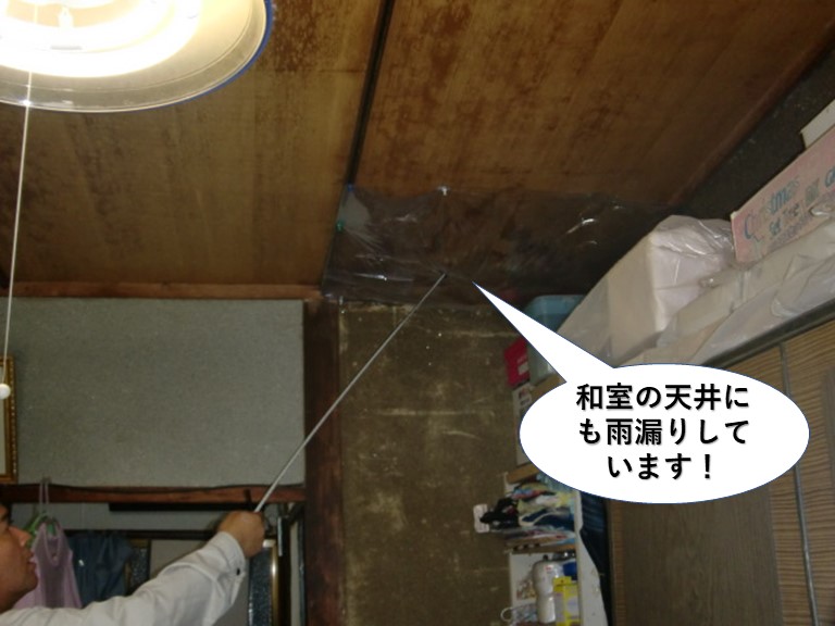 熊取町の和室の天井にも雨漏りしています
