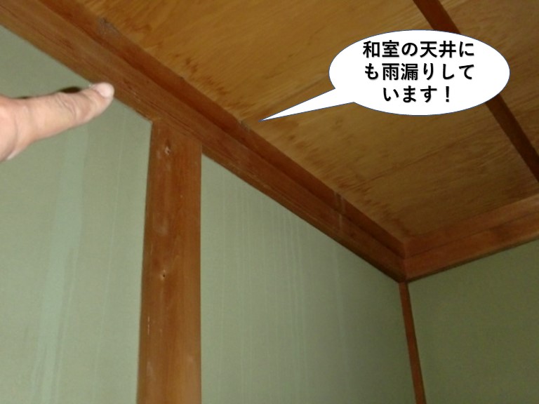 岸和田市の和室の天井にも雨漏りしています