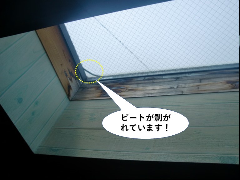 和泉市の天窓のビートが剥がれています