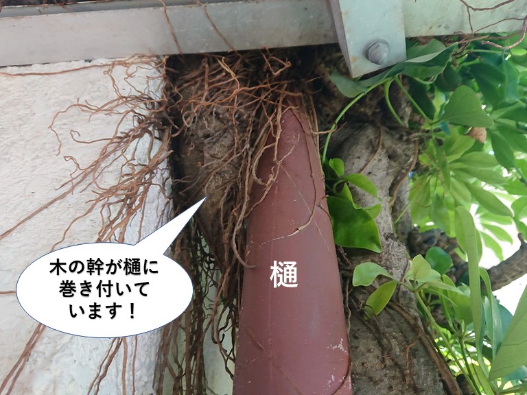 岸和田市の木の幹が樋に巻き付いています