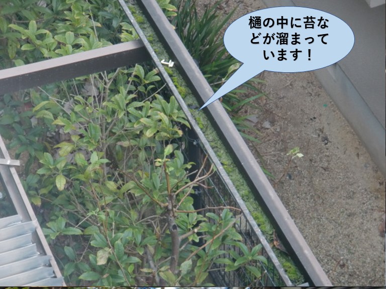 和泉市のテラスの樋の中に苔などが溜まっています