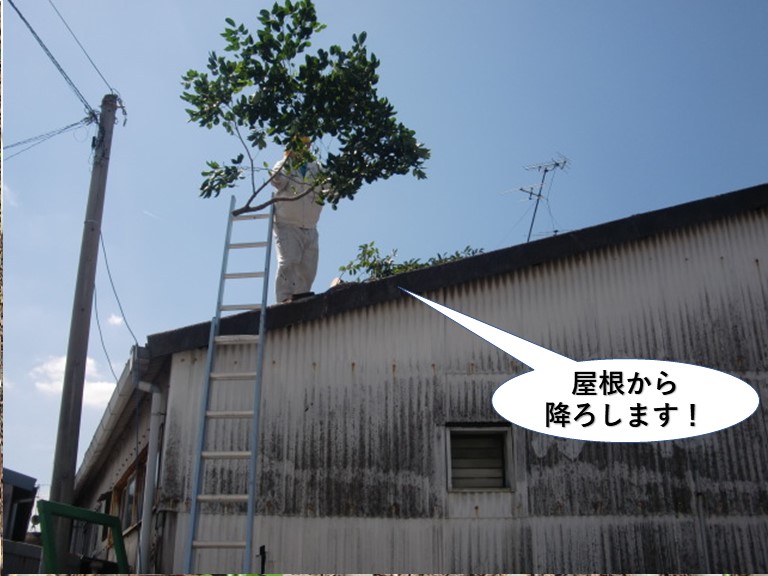 岸和田市の倉庫の屋根から木の枝を降ろします