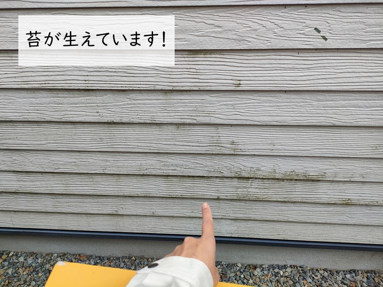 和泉市の外壁に苔が生えています