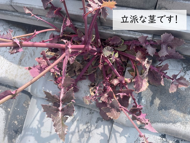 和泉市の屋根に生えた雑草の茎