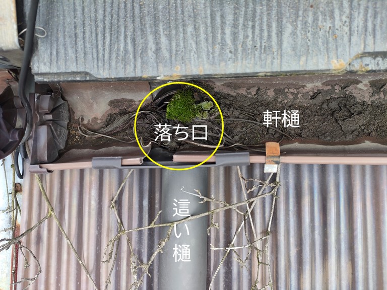 和泉市の軒樋の落ち口が完全に詰まっています
