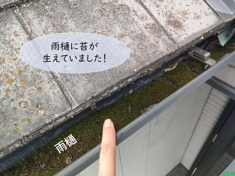 和泉市の雨樋に苔が生えていました