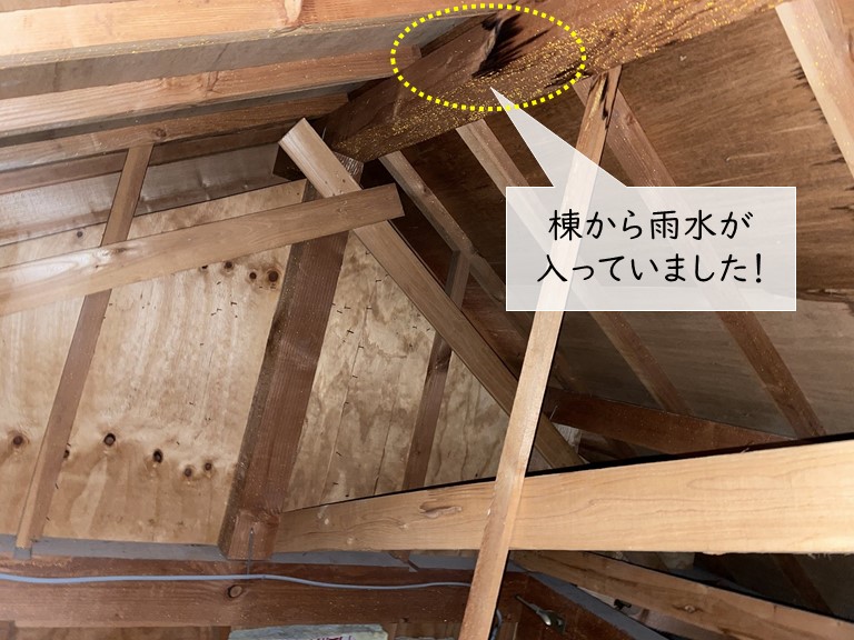 和泉市の雨漏り調査で天井裏を確認