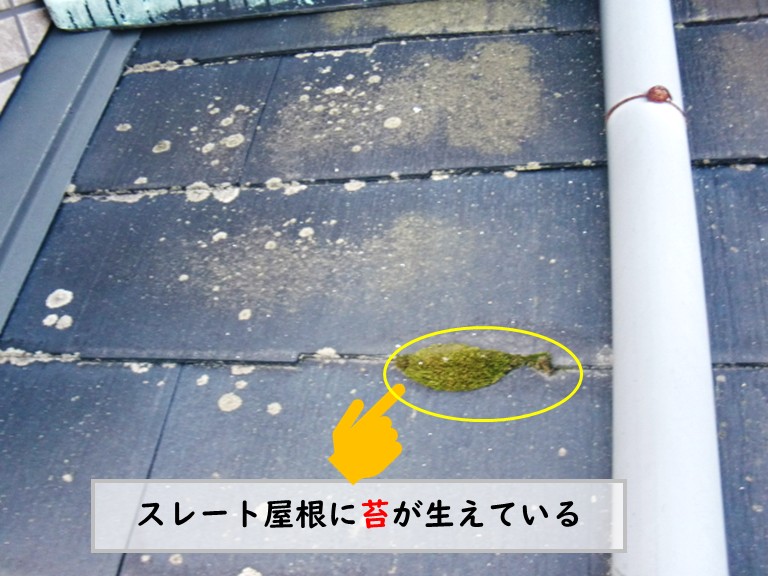 和泉市スレート屋根苔