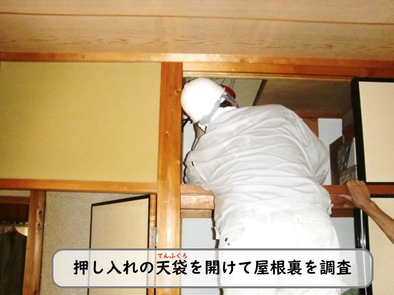 和泉市天袋調査
