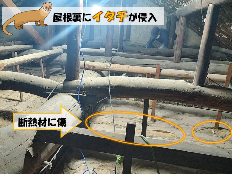和泉市で屋根裏にイタチ、床下に猫が侵入！侵入口を封鎖しました