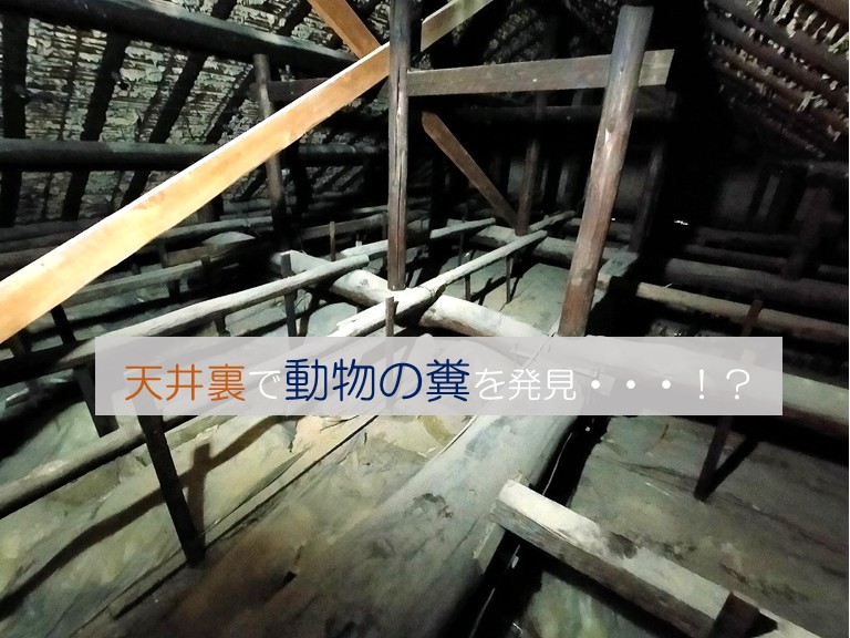 屋根裏に動物が侵入！？害獣対策なら街の屋根やさん岸和田店へ！！