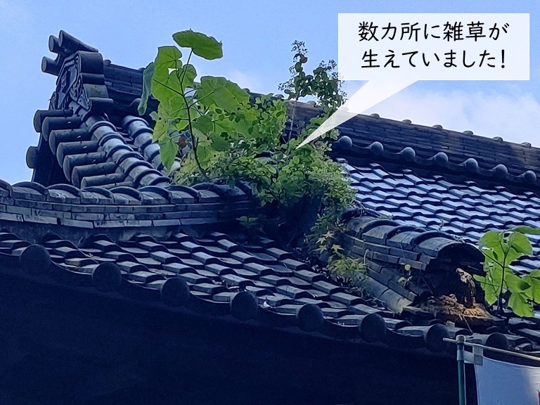 岸和田市のお寺の屋根に雑草が生えています