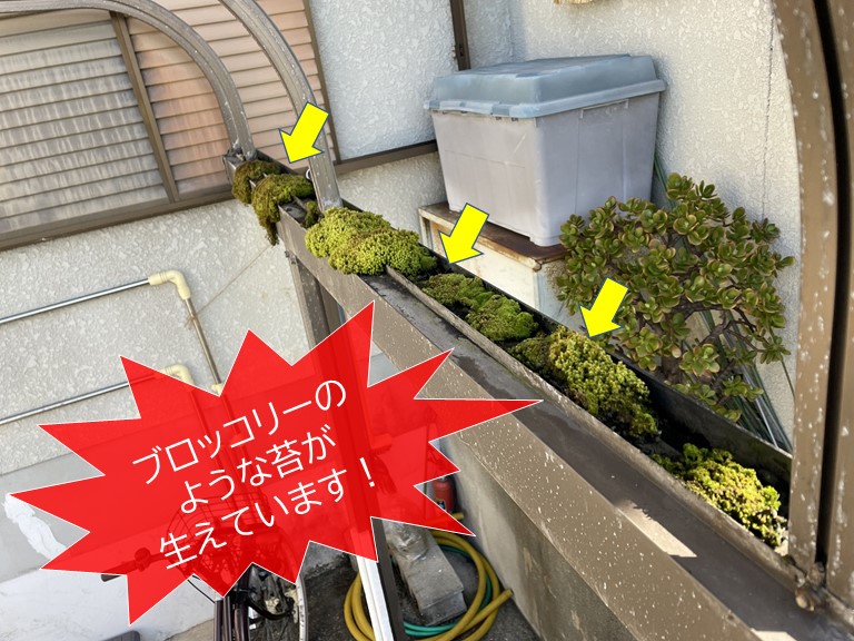 岸和田市のカーポートの雨樋に苔が生えています