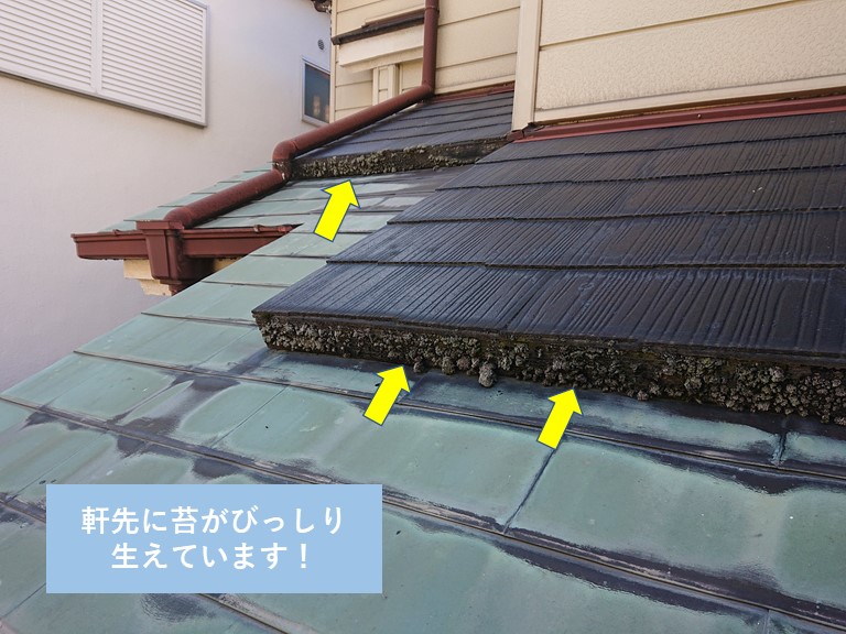 岸和田市の下屋の軒先に苔がびっしり生えています