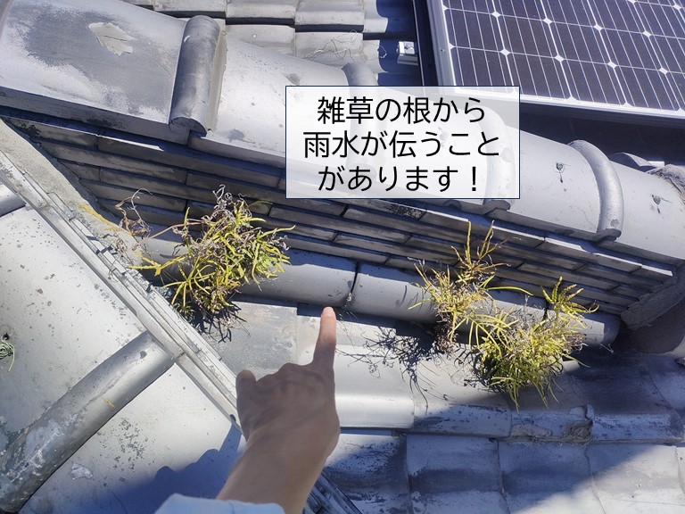 岸和田市の屋根に生えた雑草の根から雨水が伝う