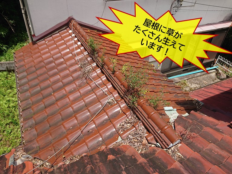 岸和田市の屋根に草がたくさん生えています