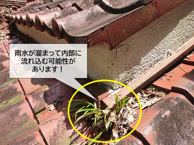岸和田市の屋根に草が生えて雨水が溜まっている可能性があります