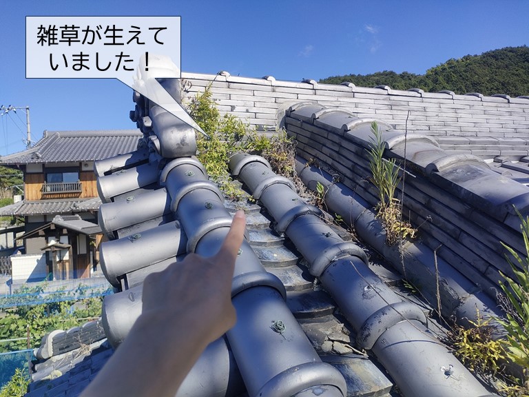 岸和田市の屋根に雑草が生えていました