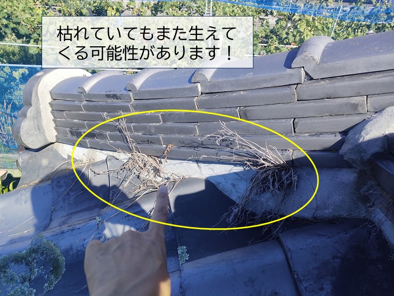 岸和田市の屋根の雑草が枯れています