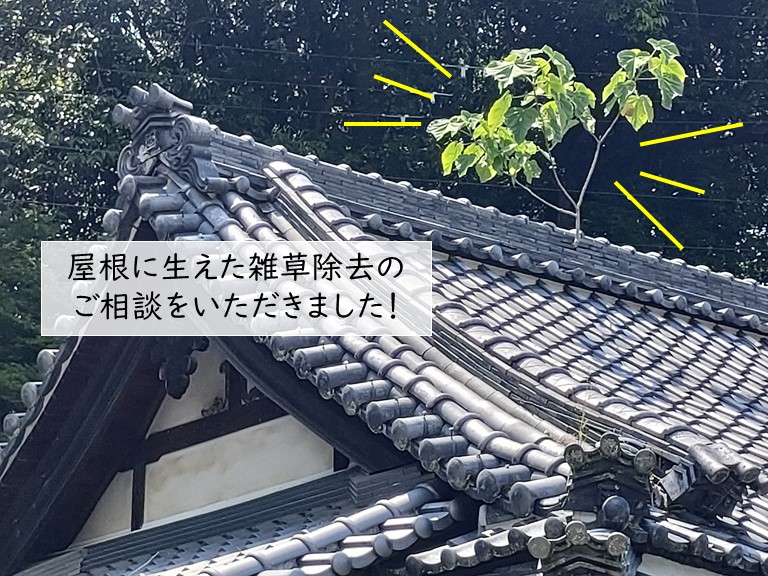 岸和田市の屋根の雑草除去のご相談