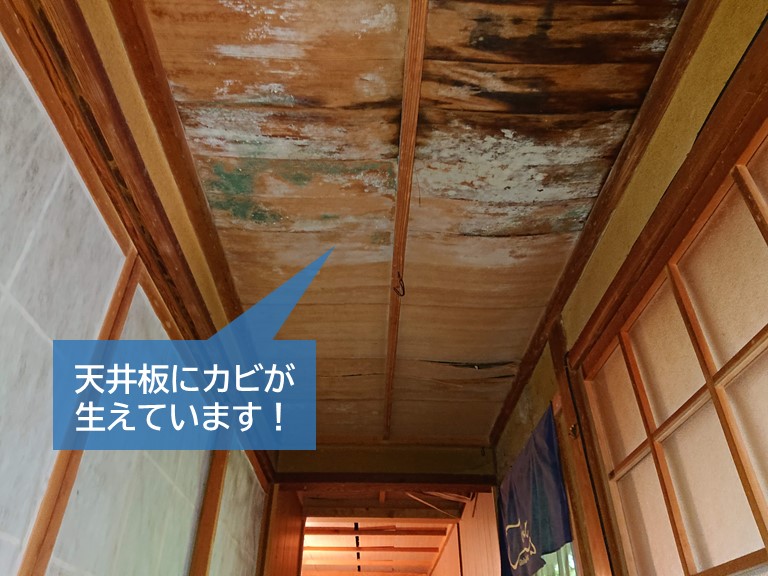 岸和田市の廊下の天井板にカビが生えています