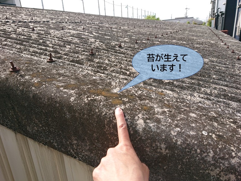 岸和田市の波型スレートに苔が生えています
