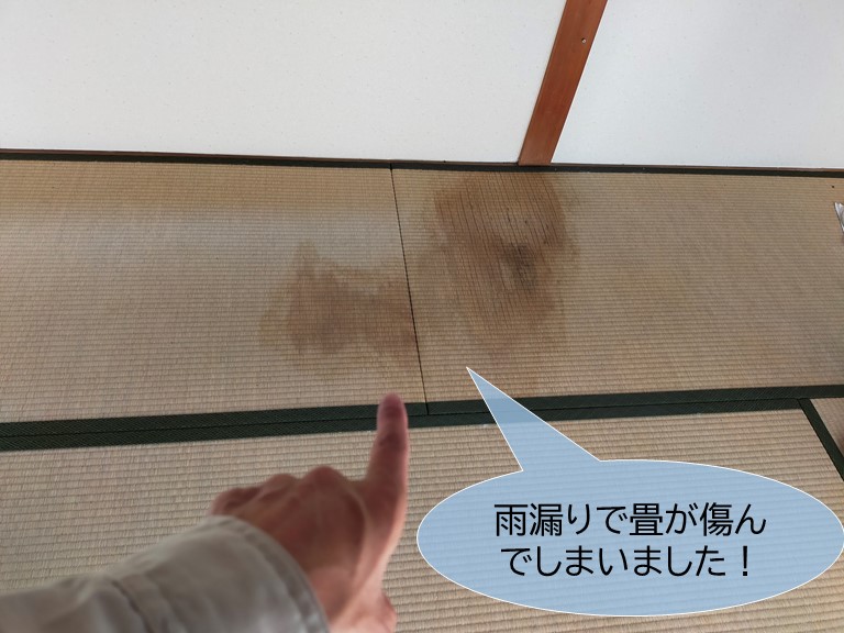 岸和田市の畳が雨漏りで傷んでしまいました
