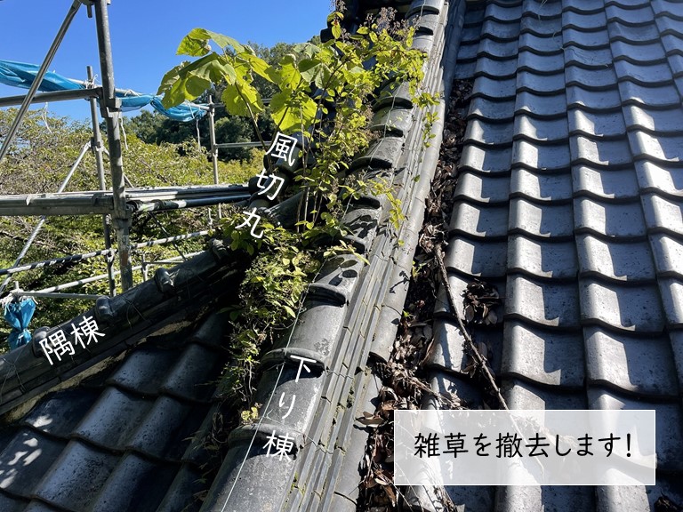 岸和田市の隅棟に生えた雑草を撤去します