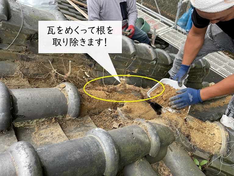 岸和田市の隅棟の瓦をめくって根を取り除きます