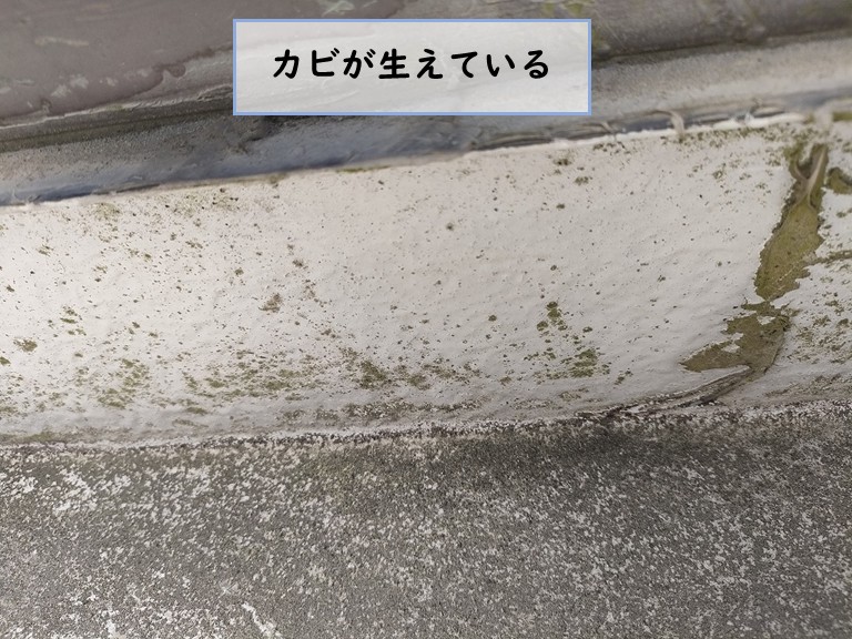 忠岡町でカビが生えている