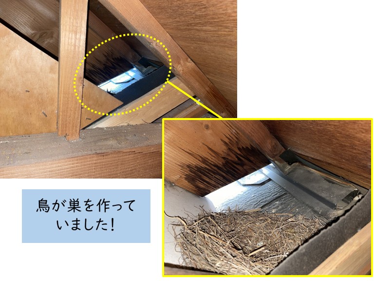 泉大津市の小屋裏に鳥が巣を作っていました