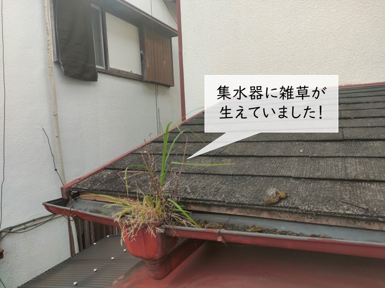 泉大津市の集水器に草が生えています