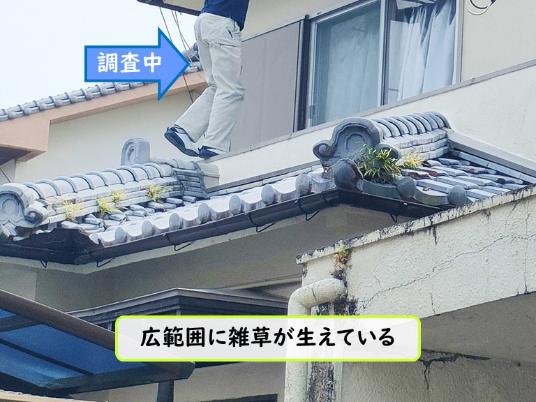 熊取町 広範囲に雑草が生えている