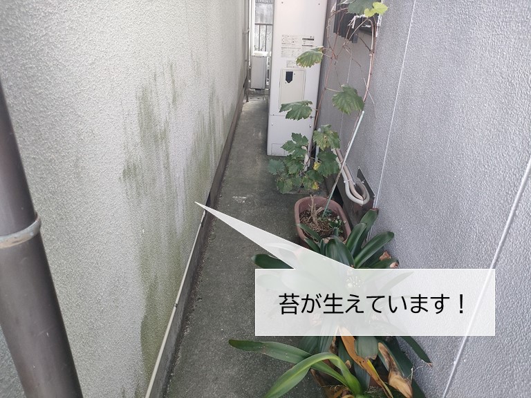熊取町の外壁に苔が生えています
