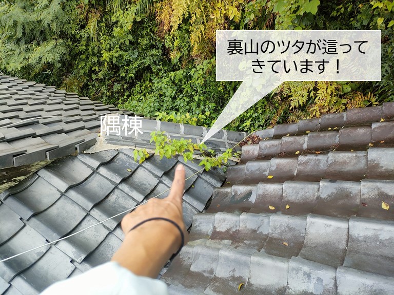熊取町の屋根の植物のツタが這っています