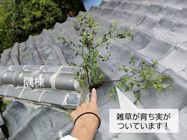 熊取町の屋根の雑草が育っています