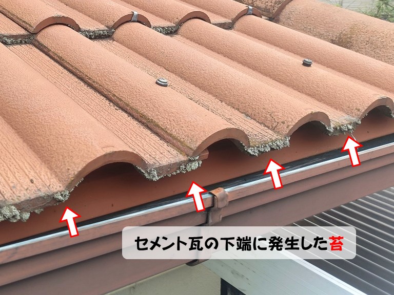熊取町セメント瓦の下端に発生した苔