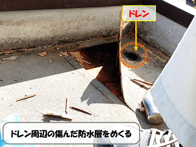 熊取町ドレン周辺の傷んだ防水層をめくる