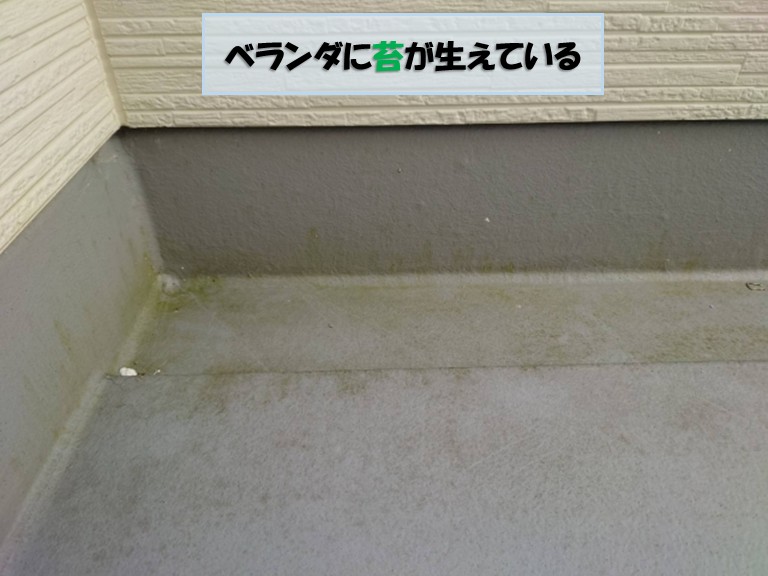 貝塚市ベランダに苔